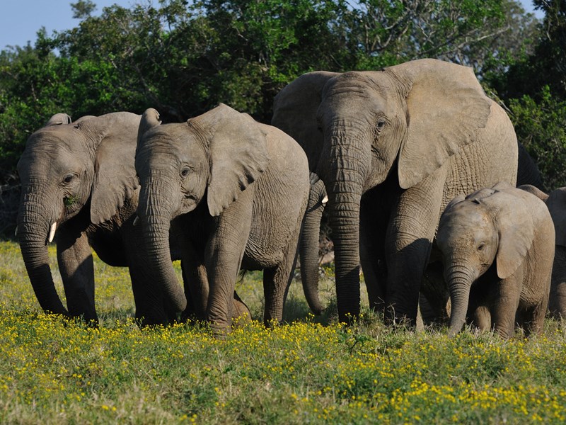 Les éléphants sont nombreux dans la réserve