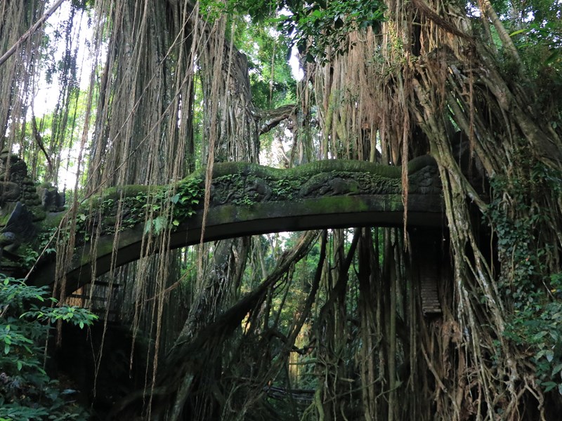 Explorez la forêt des singes d'Ubud