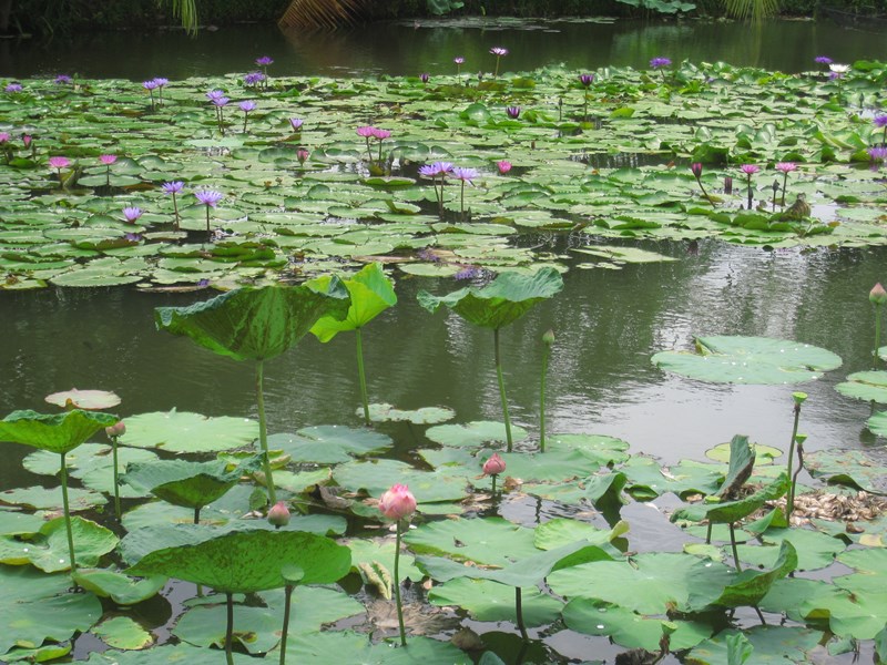 Parcourez le canal pour découvrir les cultures de fleurs de lotus