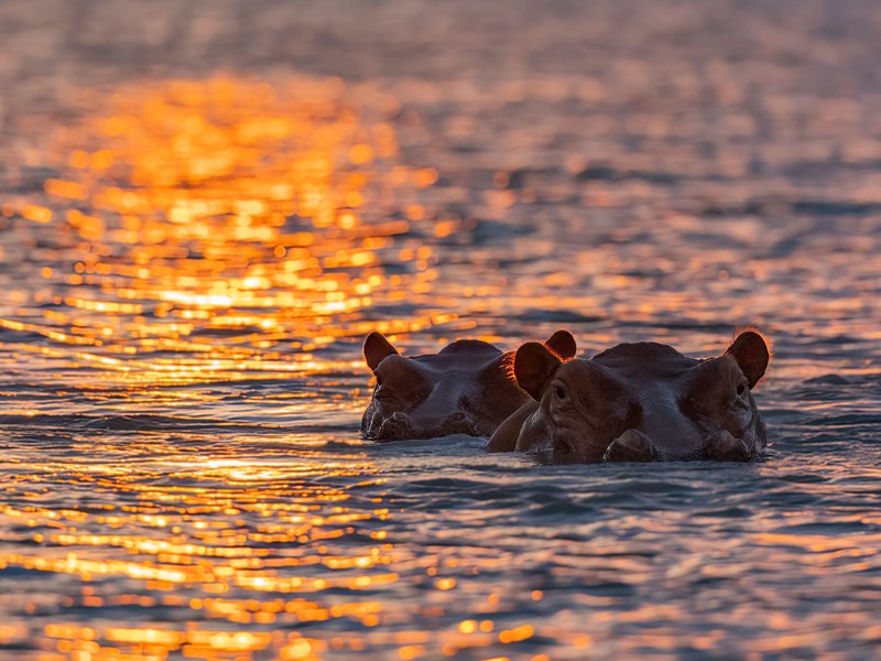 Delta de l'Okavango