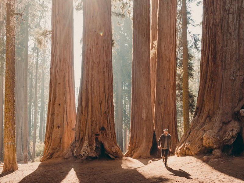 Le Parc national de Sequoia, à l'ouest de la Sierra Nevada