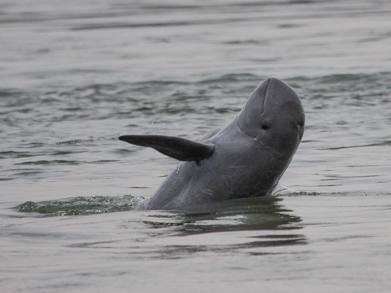 Observation des dauphins à Kratie