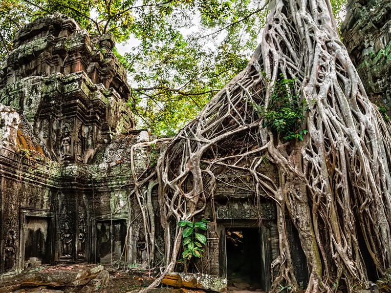 Ta Prohm, lorsque la jungle reprend ses droits