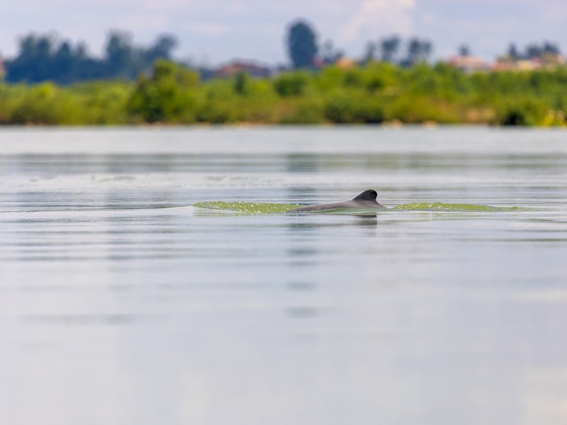 Partez à la rencontre des dauphins de l’Irrawaddy