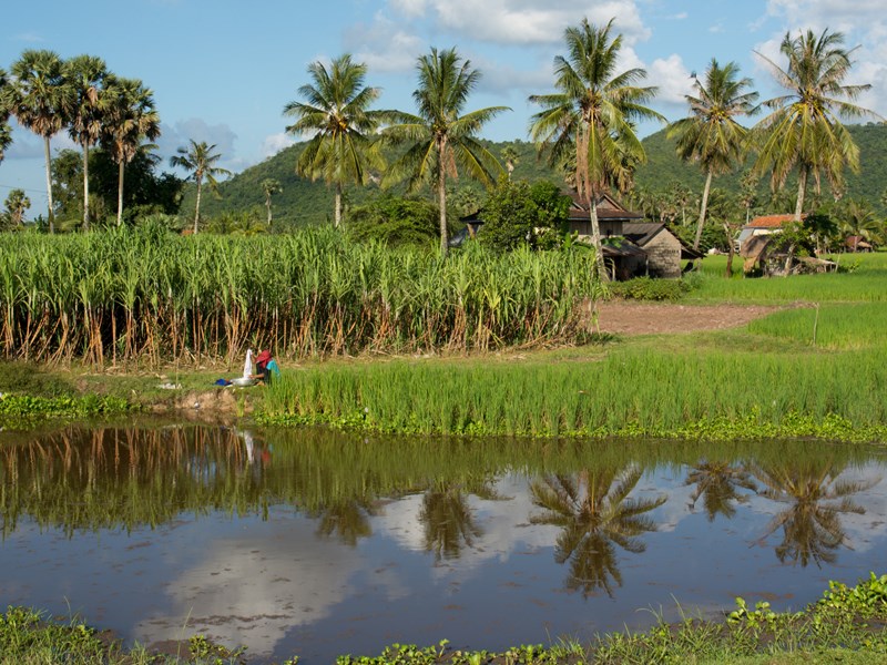Battambang, entre rizières et villages sur pilotis