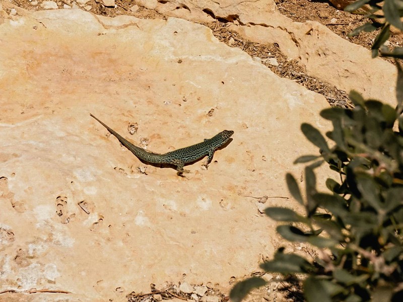 La petite faune des îles