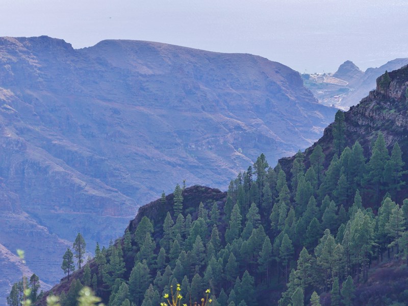 Parc national de Garajonay sur La Gomera
