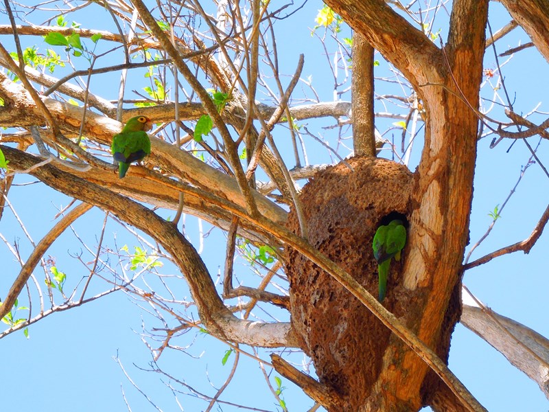 Levez les yeux au ciel pour admirer les oiseaux