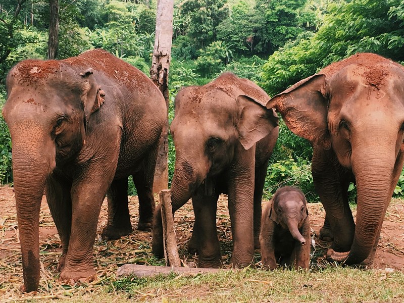 Rencontrez les éléphants en famille