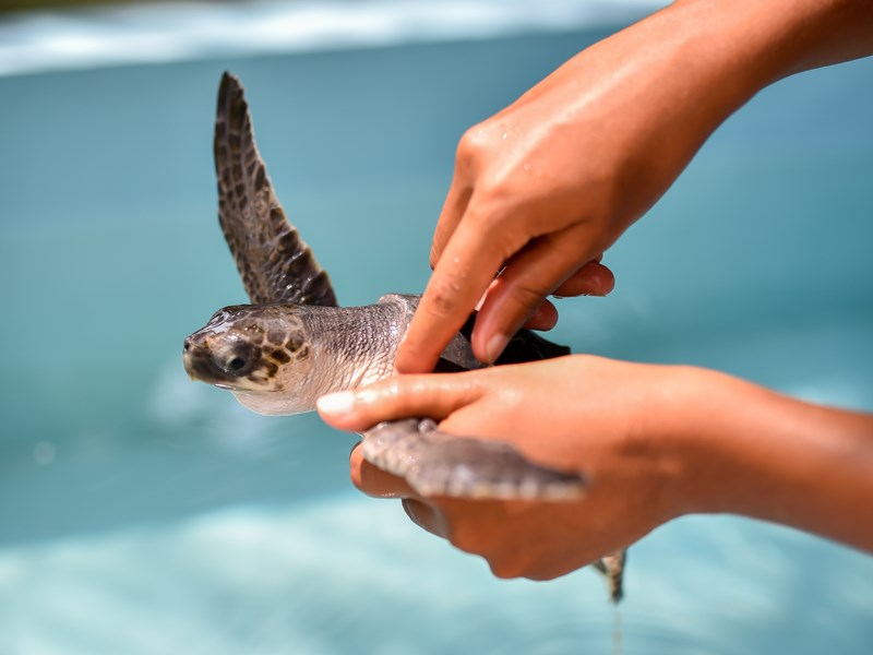 Profitez du centre de soin des tortues. Une expérience inoubliable