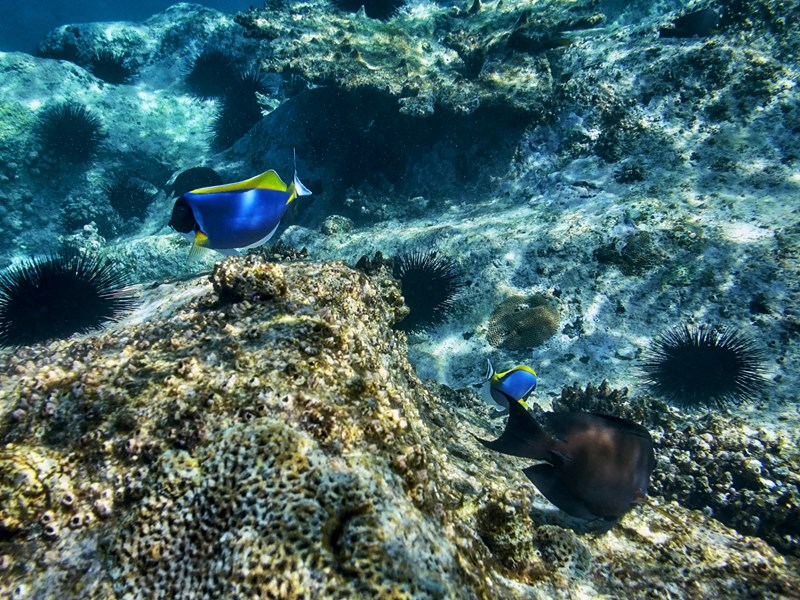 Les Seychelles et leurs trésors sous-marins