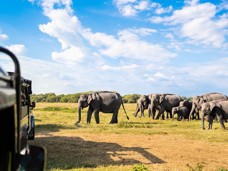 Safari au cœur du parc national de Minneriya