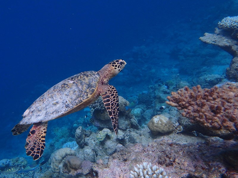 Explorez les fonds marins de l'atoll d'Ari