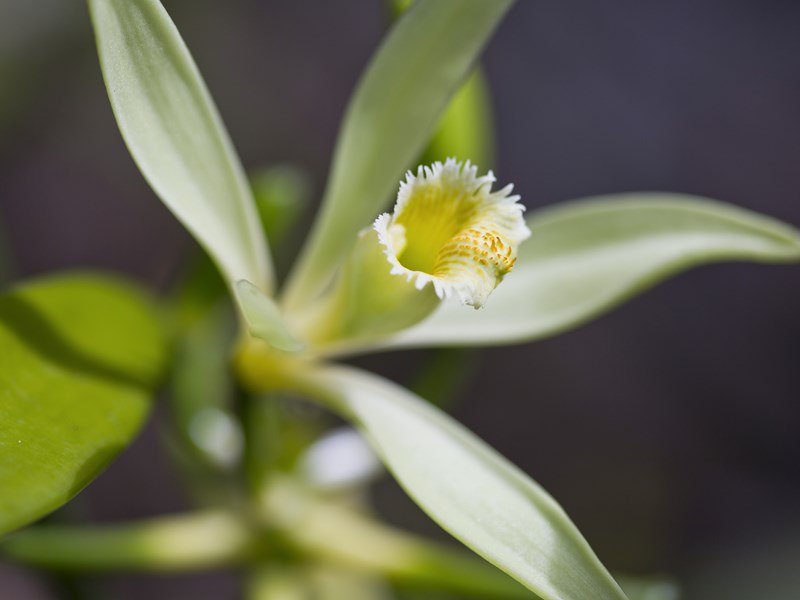 La fleur de Tiare apetahi, endémique de Raiatea