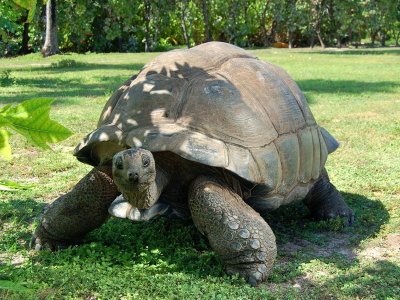 Explorez l'île de Cousin, une réserve naturelle, les tortues sont rois