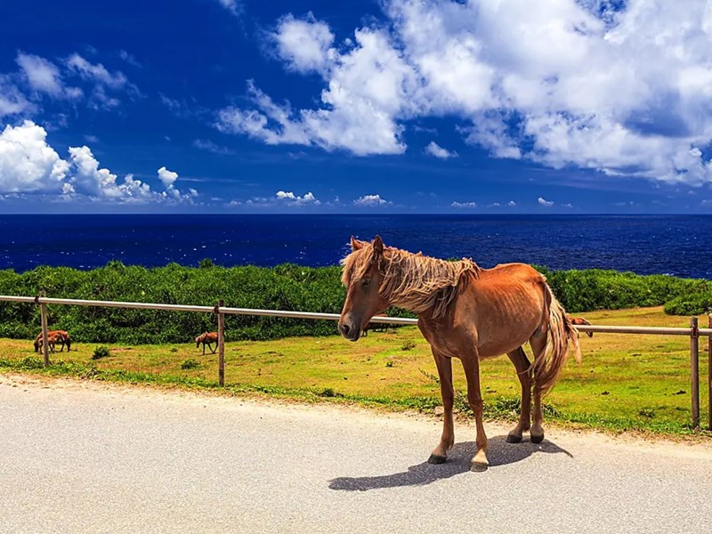 Les chevaux de l'île Taketomijima avec PONANT 
