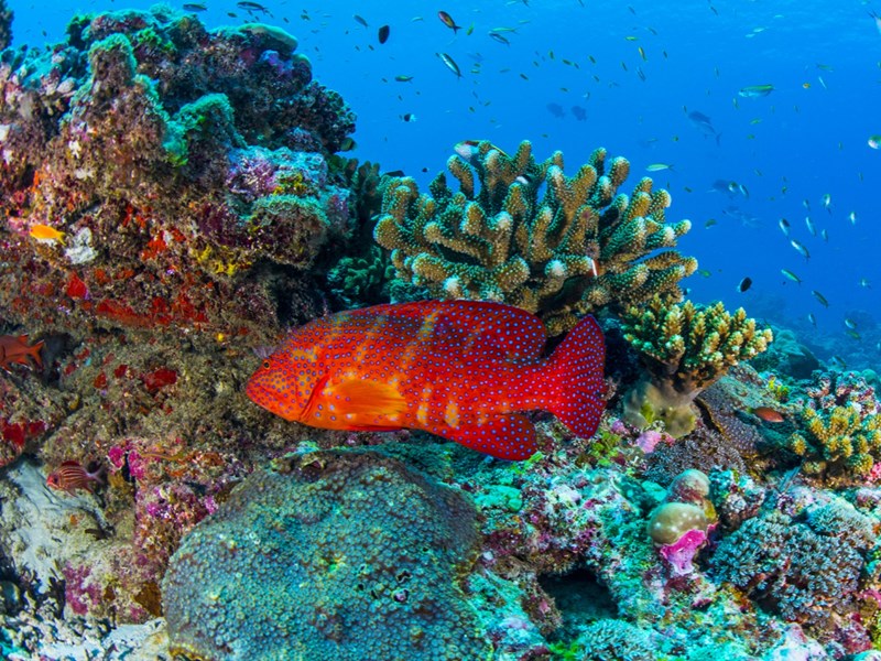 Les eaux poissonneuses de l'atoll de Poivre