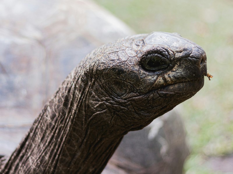 Les tortues des Seychelles