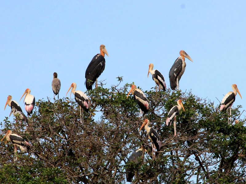 Découverte des espèces d'oiseaux menacée dans la réserve de Prek Toal