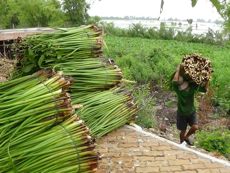 Visite des îles Binh Thanh où chaque villageois est impliqué dans la culture de la jacinthe d'eau 
