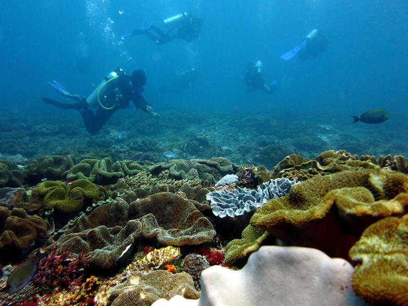 Plongée dans les eaux riches d'Indonésie