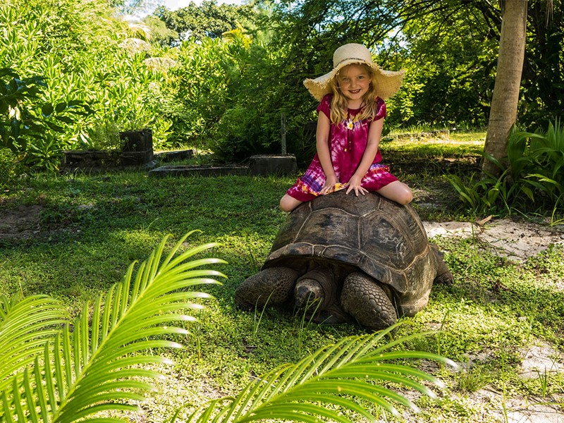 Elevage de tortues terrestres géantes au Denis Private Island