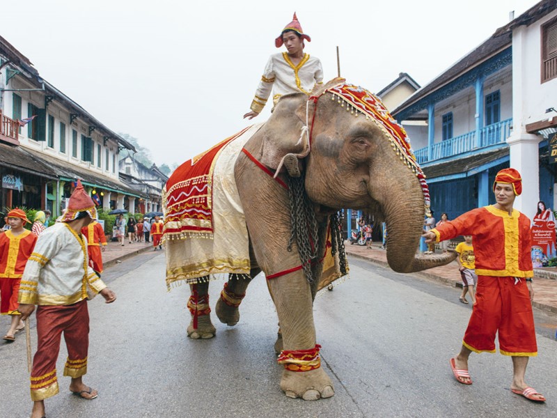 Parade d'éléphant lors du nouvel an