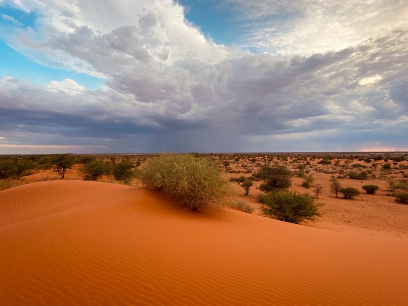 Le désert du Kalahari et ses dunes rouges 