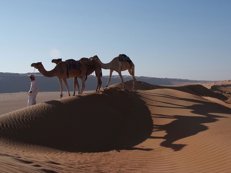 Balade à dos de dromadaire dans le desert au Desert Night Camp au sultanat d'Oman