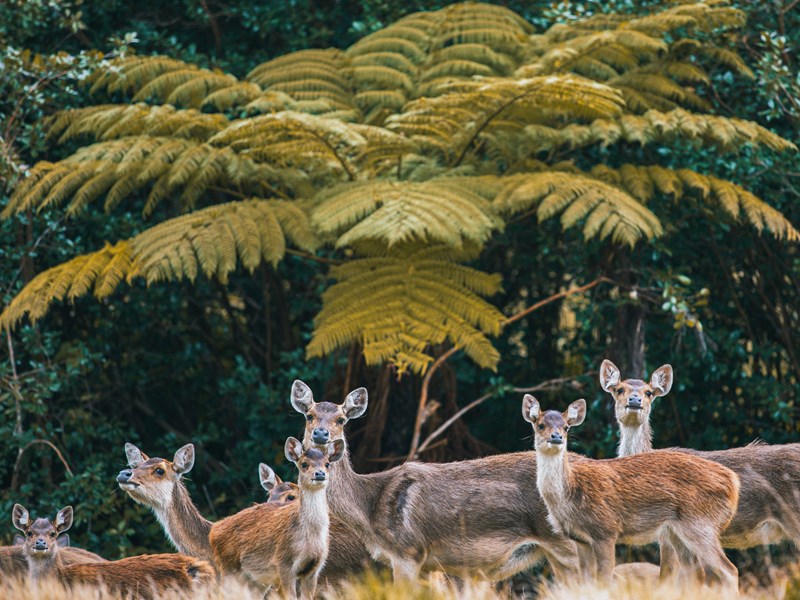Réveil au plus près de la faune