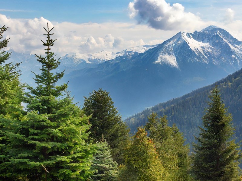 Paysages magnifiques dans les forêts de conifères