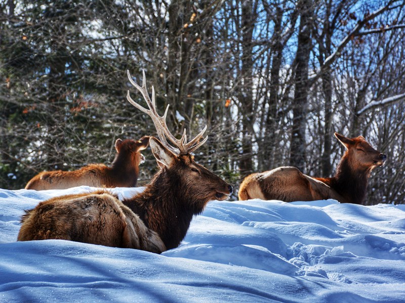 Découvrez la faune sauvage du Canada