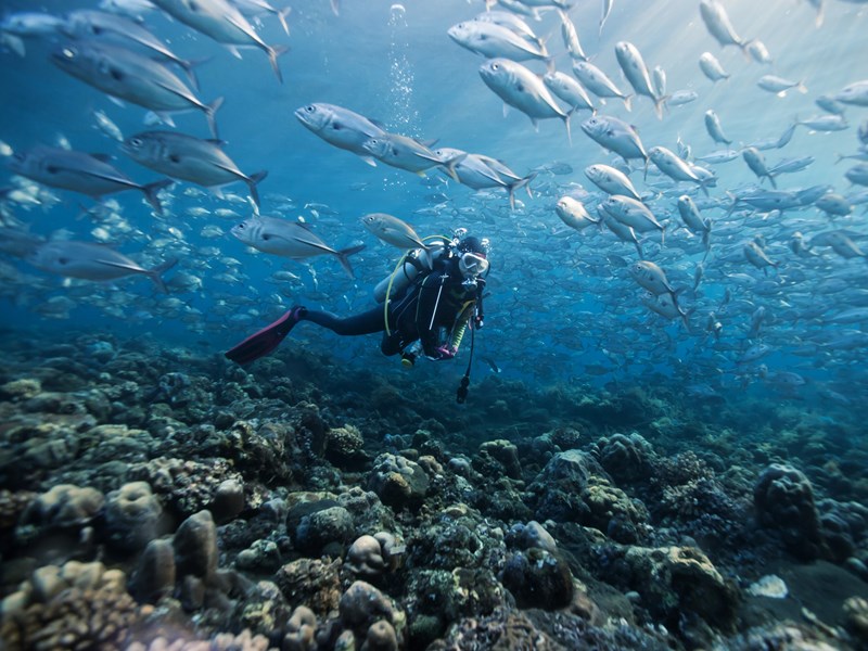 Une incroyable aventure sous-marine