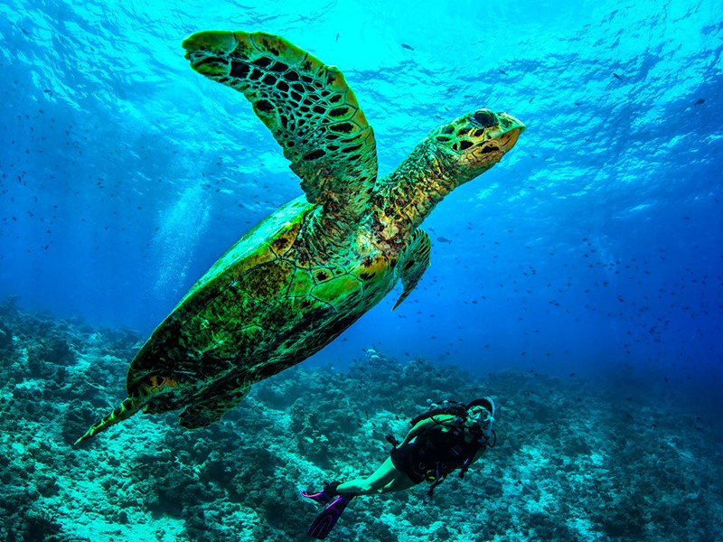 Plongez dans les fonds marins de l'atoll de Baa