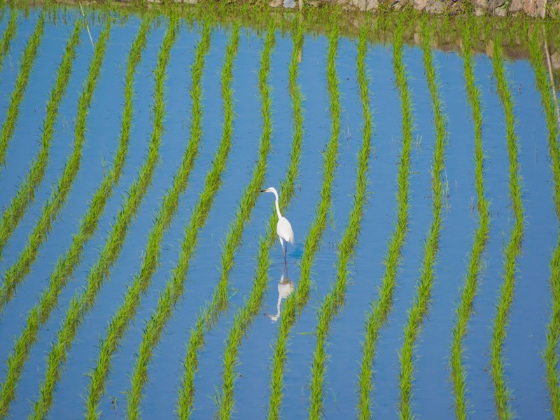Aigrette garzette dans une rizière à Teshima