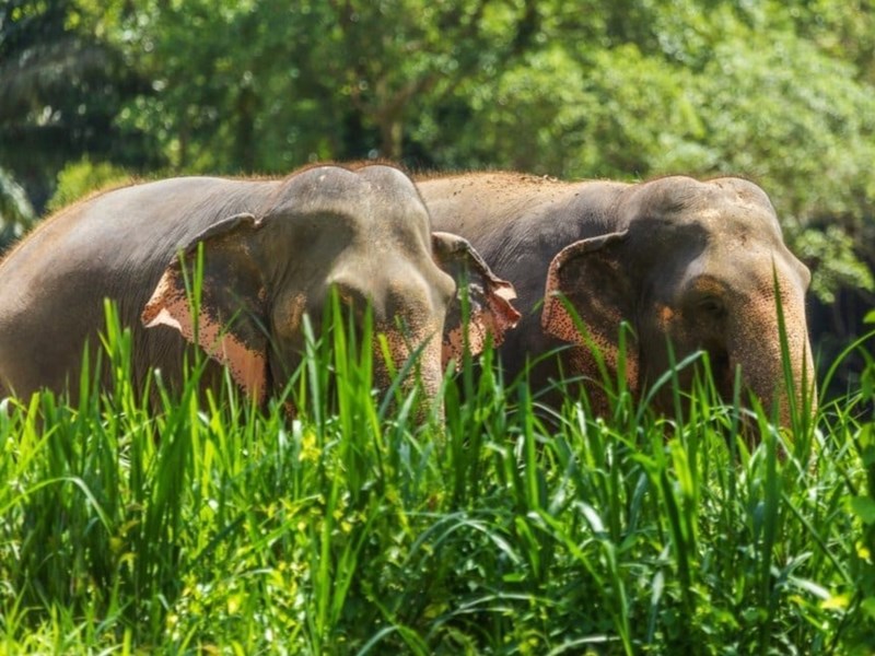 Majestueux éléphants de Thaïlande