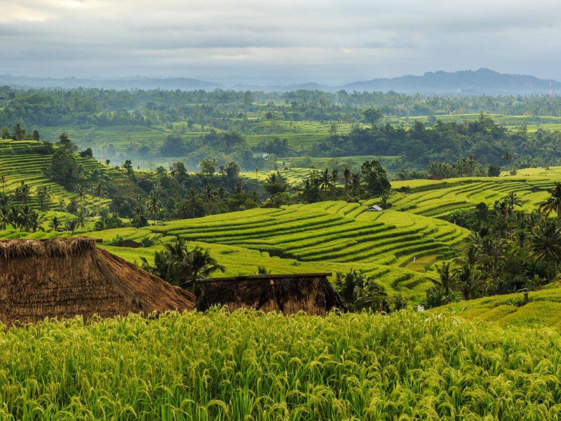 Découverte des célèbres rizières de Jatiluwih, classées par l'UNESCO