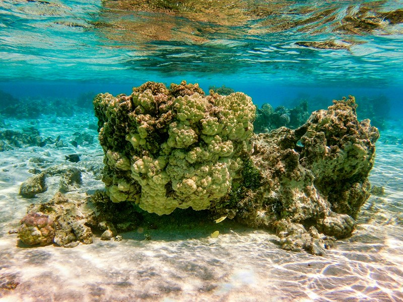 Explorez les récifs coraliens autour de lîle
