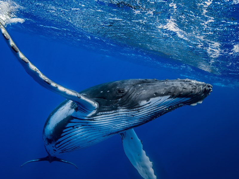 Terminez votre voyage en admirant les baleines 