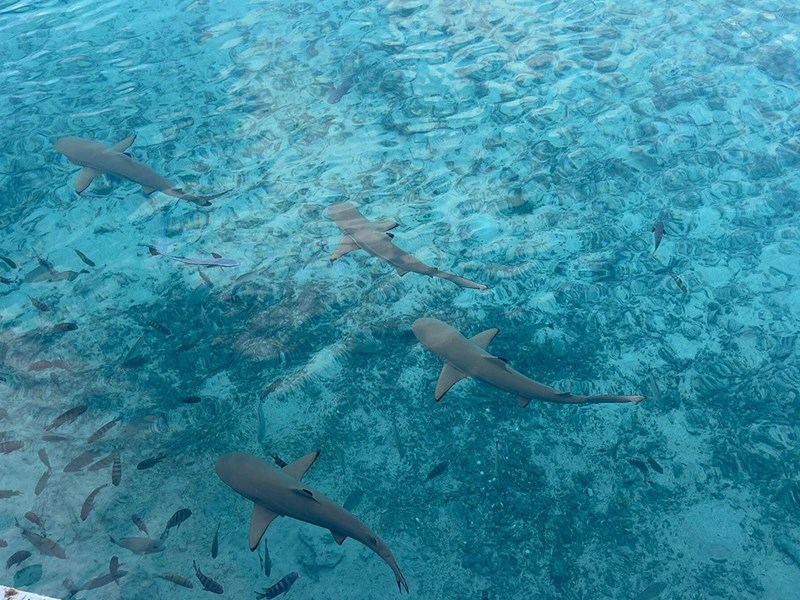 Poissons et requins seront vos compagnons pendant ces 3 jours