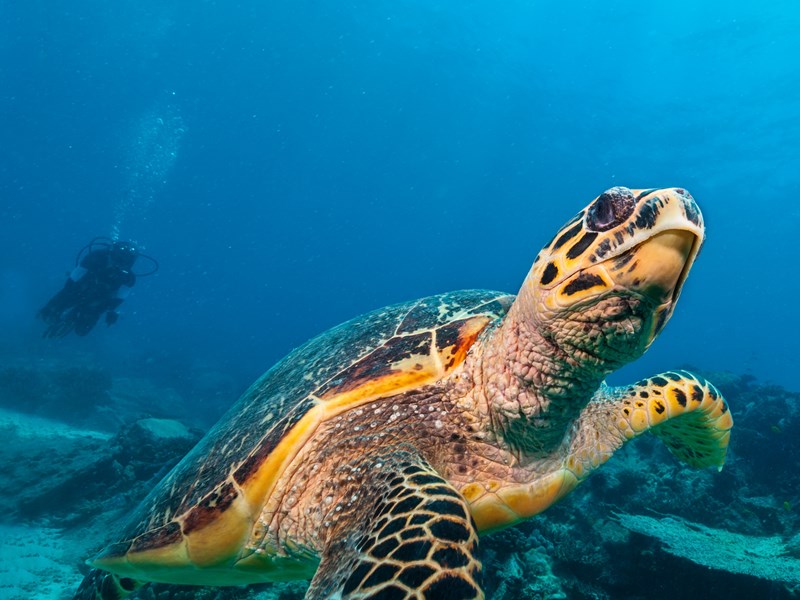 Un moment suspendu avec les tortues