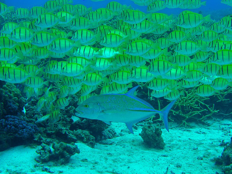 Banc de chirurgien bagnard et carangue bleue - lagon de Moorea