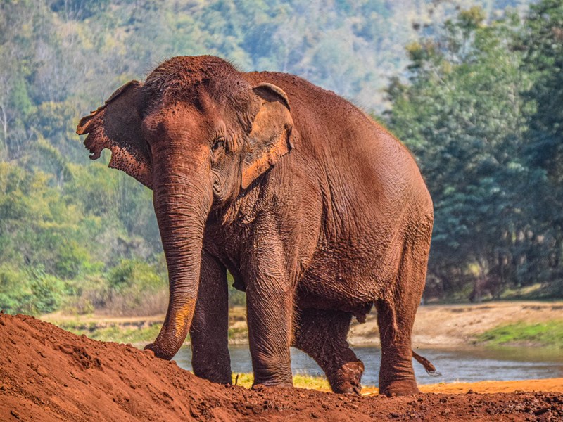 Familles d'éléphants, Chiang Mai