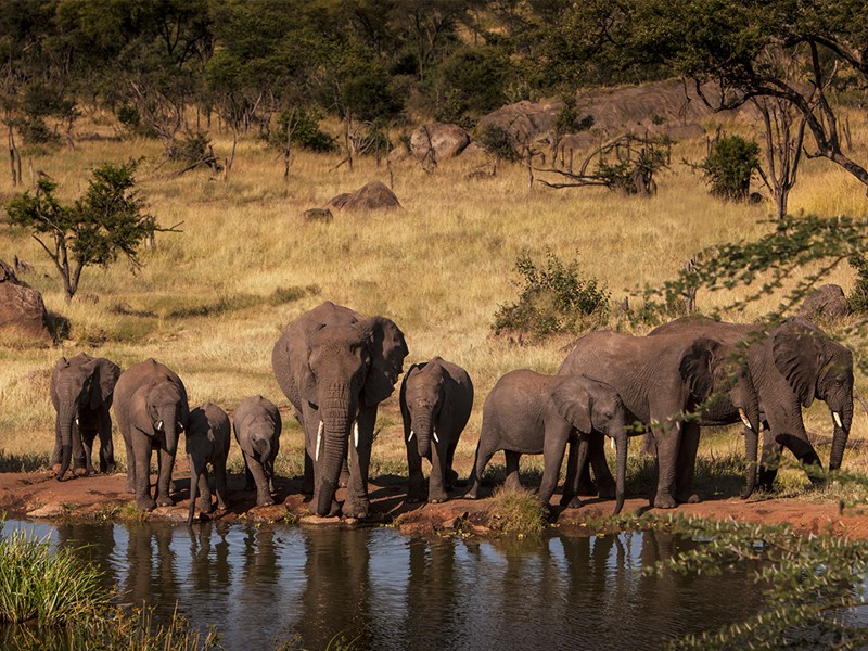 Les éléphants apprécient le point d'eau