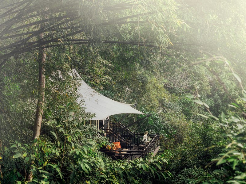 Les tentes sont nichées en plein coeur d'une jungle tropicale