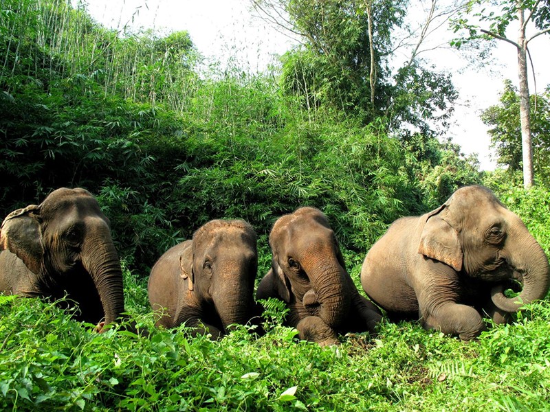 Découvrez le monde merveilleux des éléphants