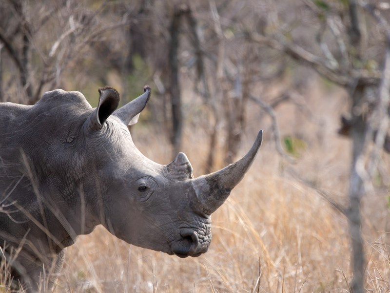 Le rhinocéros, emblématique de la région