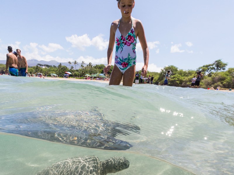 Les enfants seront émerveillés par leur rencontre avec les tortues à Hawaï 