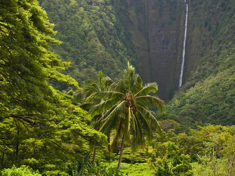 La végétation luxuriante de Big Island, à Hawaï 