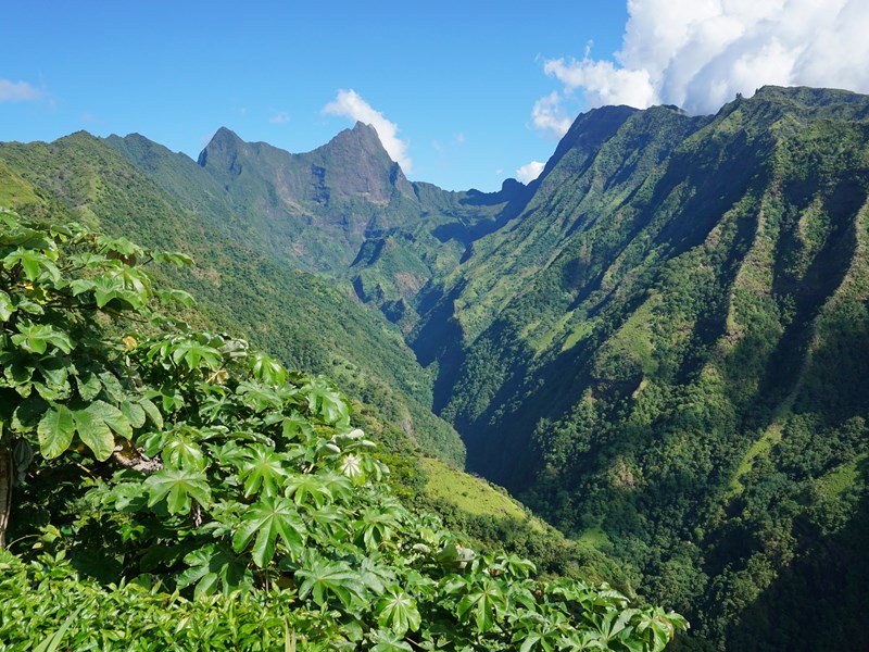 La beauté de la végétation sur les hauteurs de Tahiti